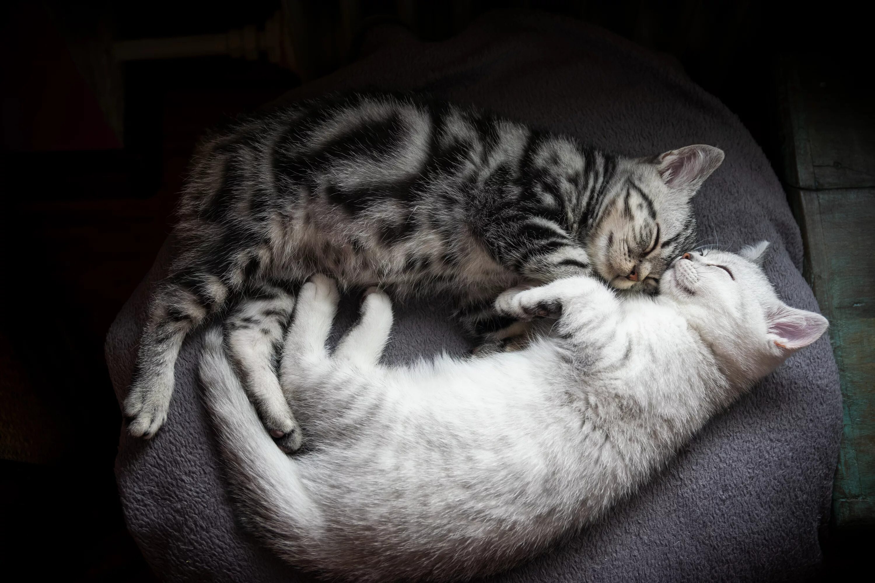 Кошки обнимаются. Котики спят в обнимку. Кошки обнимашки. Кошки спят вместе