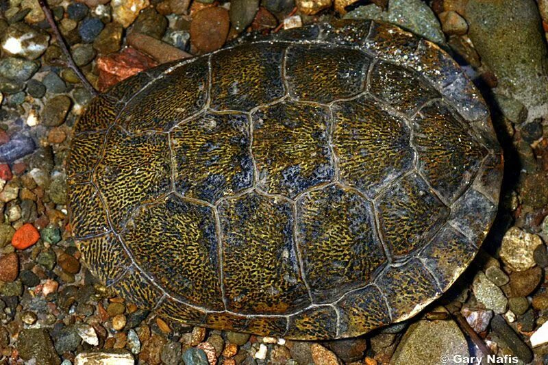 Сь черепаха. Шестиугольник черепаха. Tortoise Shell.
