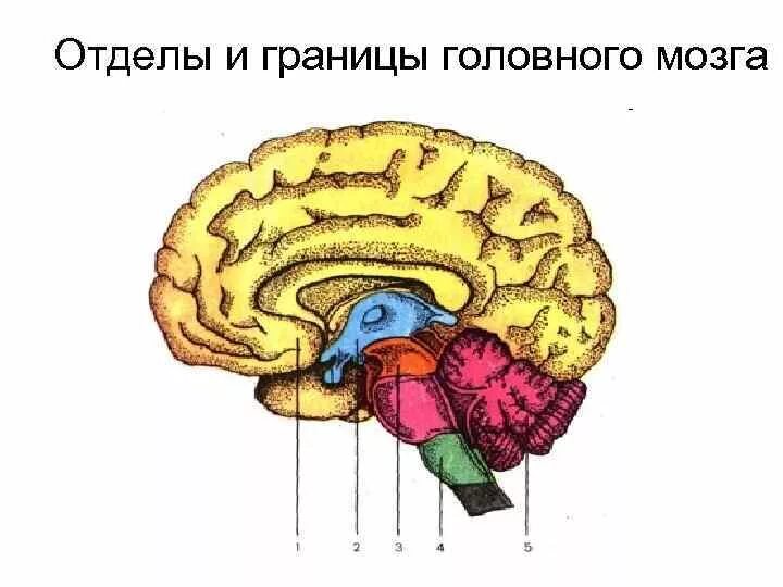 Головной мозг границы. Отделы и границы головного мозга. Схема головного мозга. Опорная схема головной мозг. Отделы головного мозга схема с подписями.