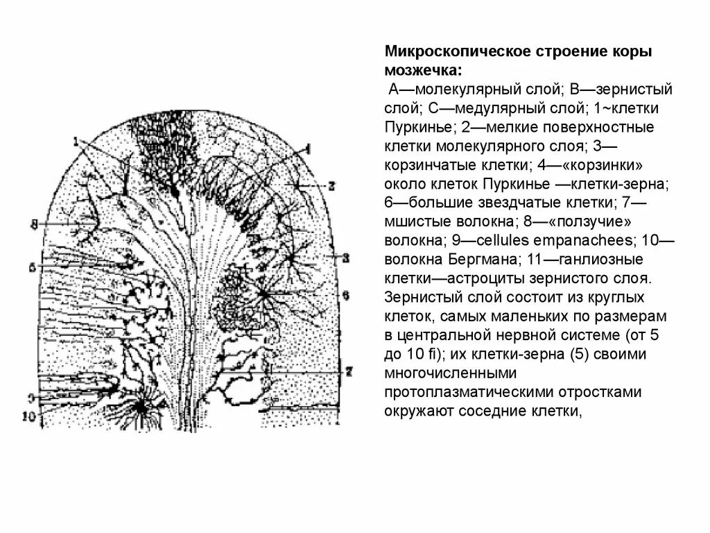 Какое строение коры. Строение мозжечка гистология. молекулярный слой коры мозжечка. строение коры мозжечка гистология. микроскопическое строение коры мозжечка.