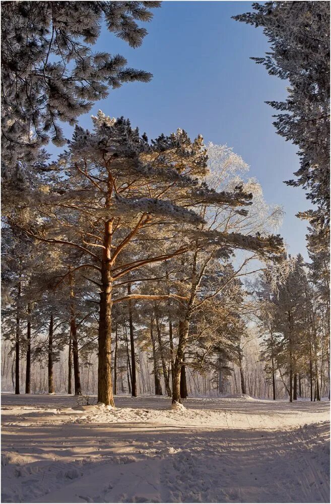Коттедж в сосновом бору. Хвойный красноярск. Поселок сосны красноярск. Хакасская сосна 753 года. Хвойная живая изгородь.