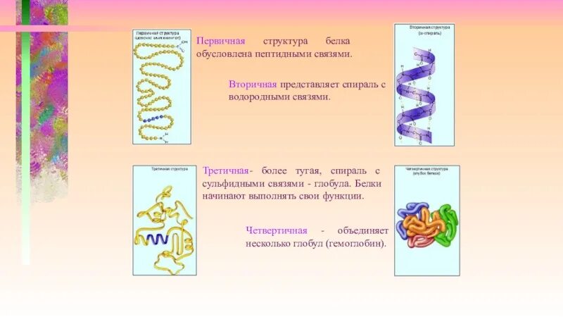 Структура белка представленная глобулой. Первичная структура белка обусловлена. Взаимосвязь первичной и третичной структуры.. Третичная структура белка глобула. Первичная структура белка представляет собой спираль.