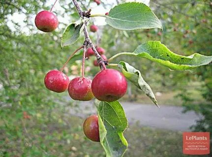 Ранет яблоня