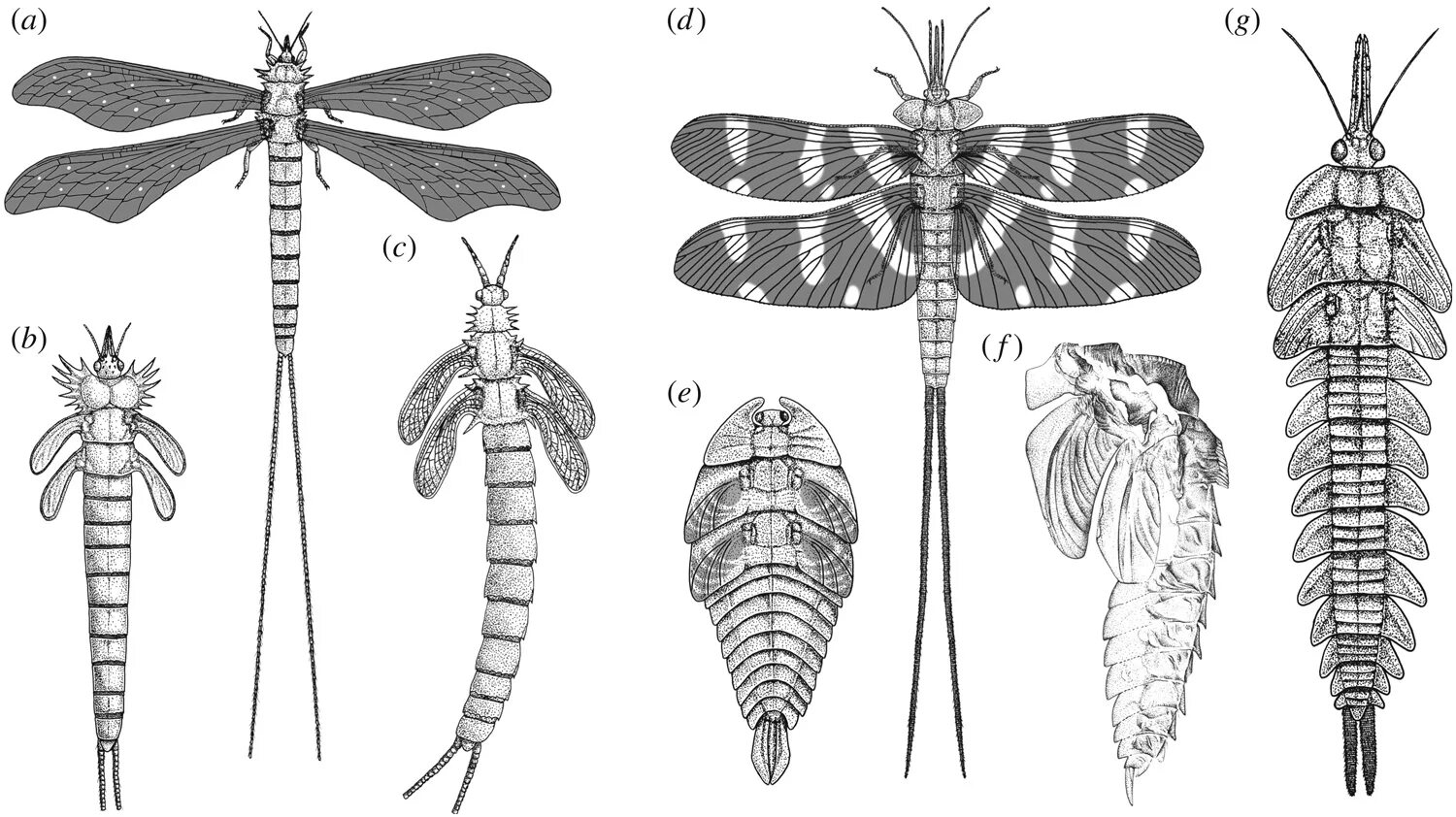 Личинка похожа на взрослую особь. Палеодиктиоптеры Palaeodictyoptera. Происхождение насекомых. Шестикрылые насекомые. Имаго это у насекомых.