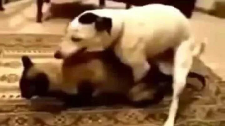 Спаривание собак. Собаки спариваются. Спаривание собак видео. Спаривание собак. Собака спаривается с человеком.