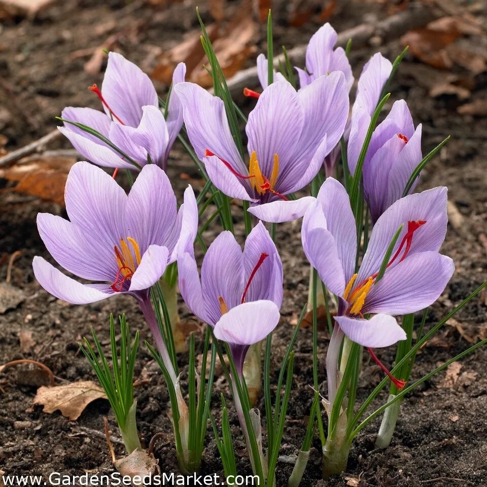 Шафран 5. Шафран - Crocus sativus.. Крокус сативус луковицы. Sativus Saffron Крокус. Крокус Шафран луковицы.