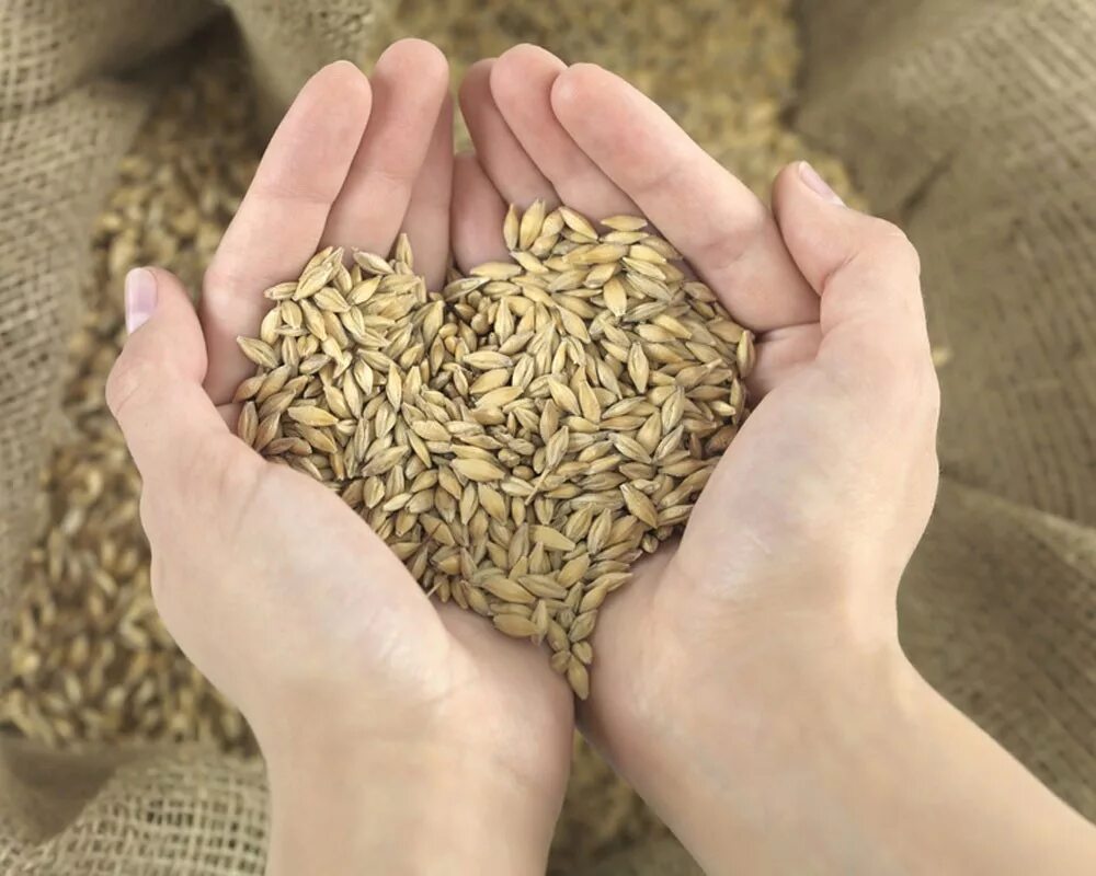 Пшеница зерно. Пшеница в ладонях. Овес в руках. Зерно в руках. Зерно голод