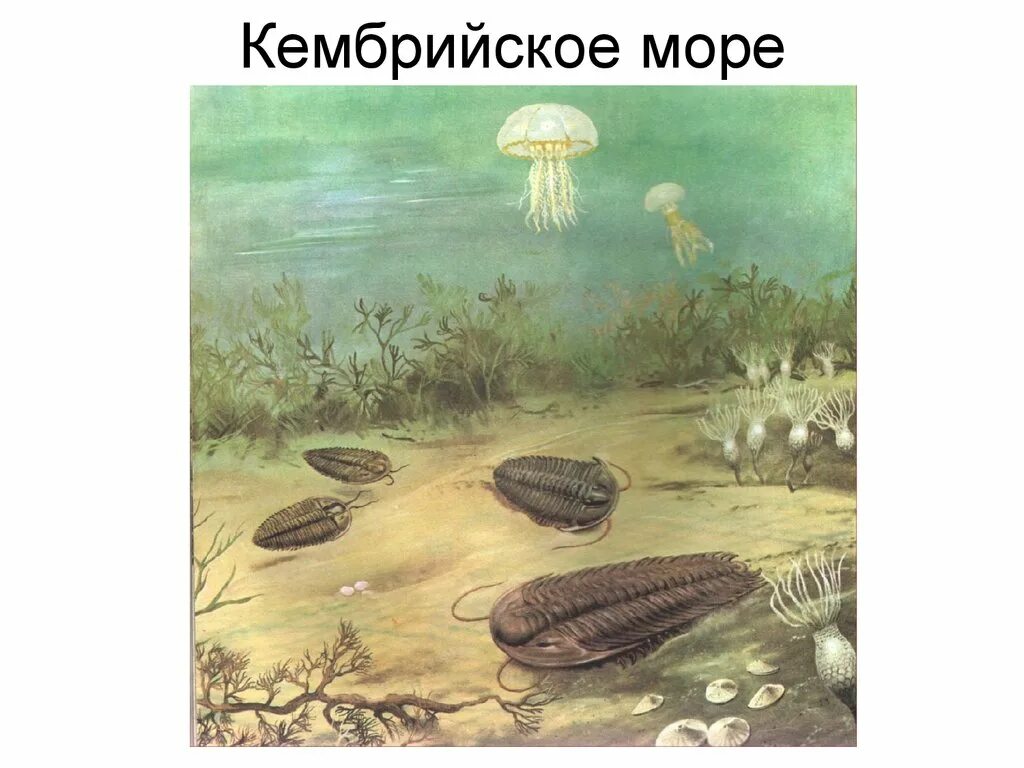 Палеозой кембрий. Палеозой эра кембрий. кембрийский период палеозойской эры. палеозойская эра кембрий климат. кембрийский период климат.