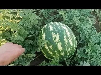 Почему вянут арбузы