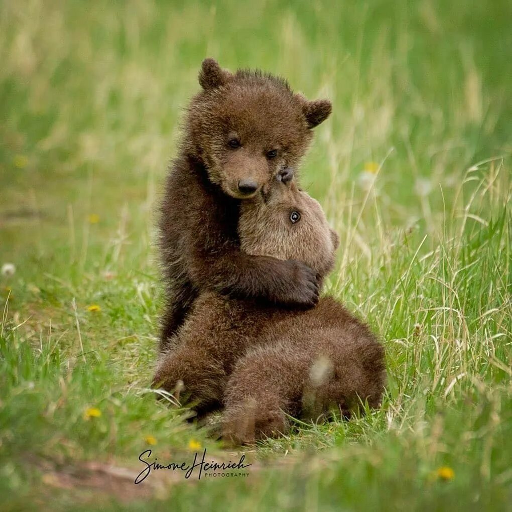 Озорной Медвежонок. Детеныш медведя фото. Очень милые медведи. Baby Bear Love.