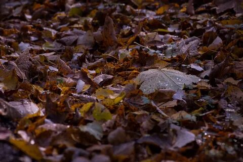 Slow leaves