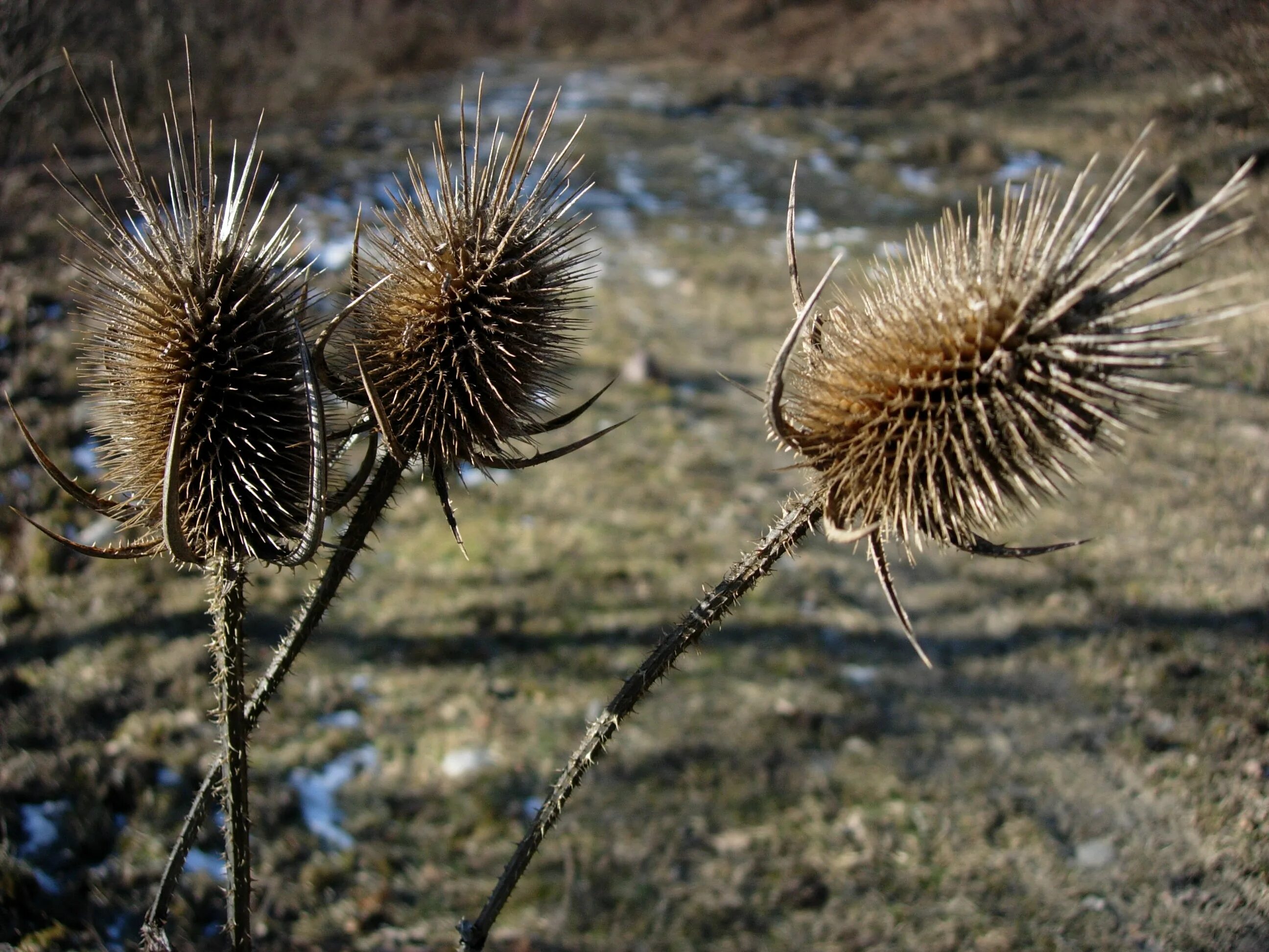 полынь полупустыни. колючка (thorn). колючая палка. колючка подольская. верблюжья колючка в пустыне.