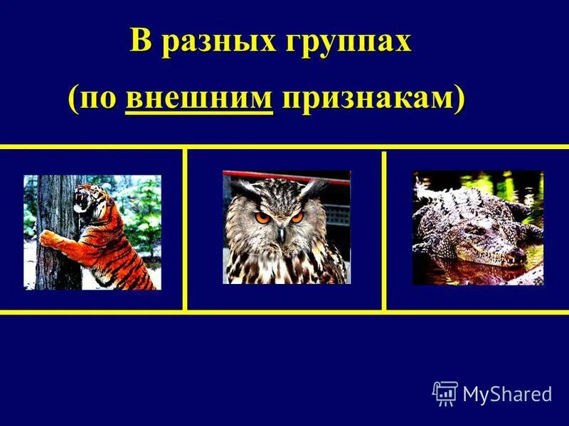 Значение разных животных. Значение разных животных