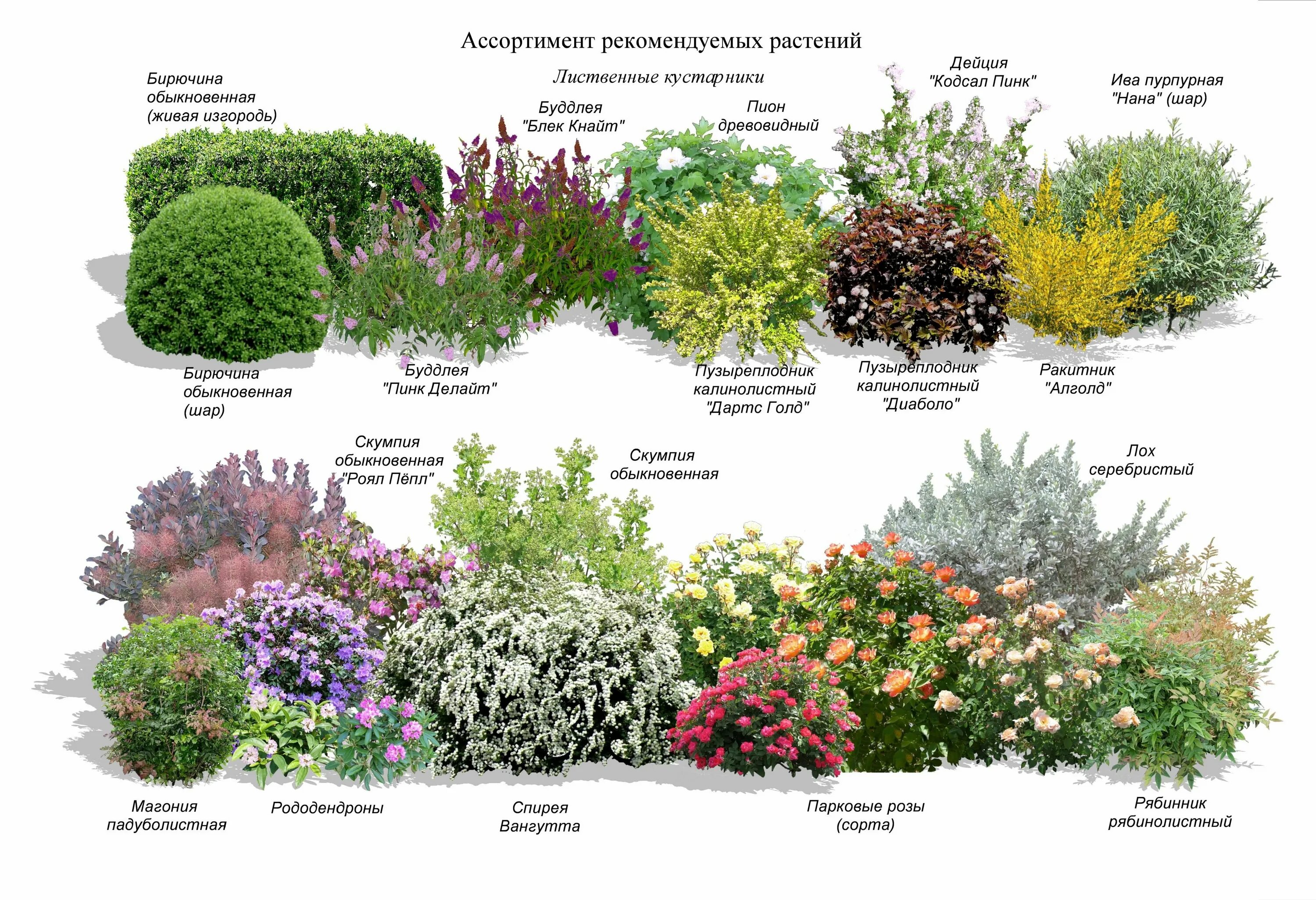 Кустарниковые растения примеры