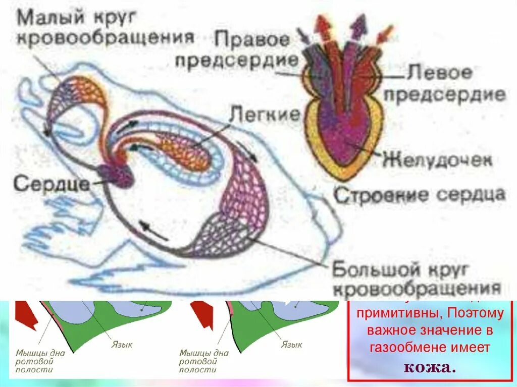 Строение кровообращения лягушки. Строение кровеносной системы амфибий схема. Схема кровеносной системы лягушки. Круги кровообращения лягушки схема. Сердце амфибий круги кровообращения