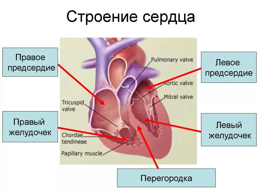 Где предсердие. Строение перегородки сердца. Строение сердечных перегородок. Строение желудочков сердца анатомия. Строение камер и перегородок сердца.