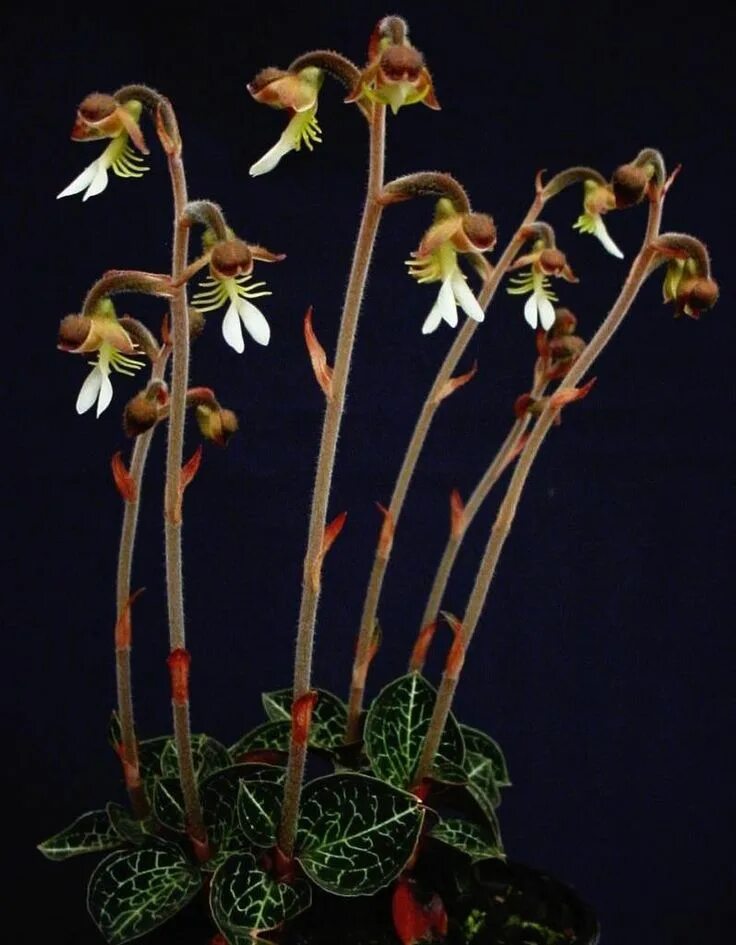 Земляная орхидея фото File:ก ล ว ย ไ ม ด น ( Ground orchid ) (17).jpg Wikimedia Commons
