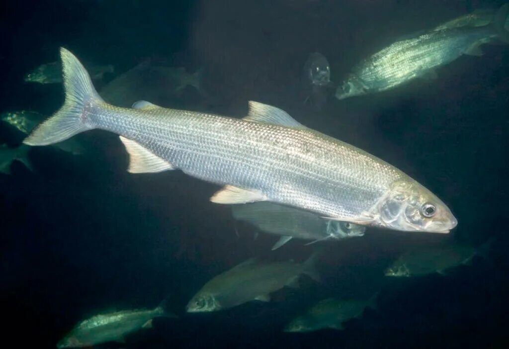 Белорыбица что. Белорыбица нельма. нельма stenodus leucichthys nelma. белорыбица каспийская. беломорская ряпушка.