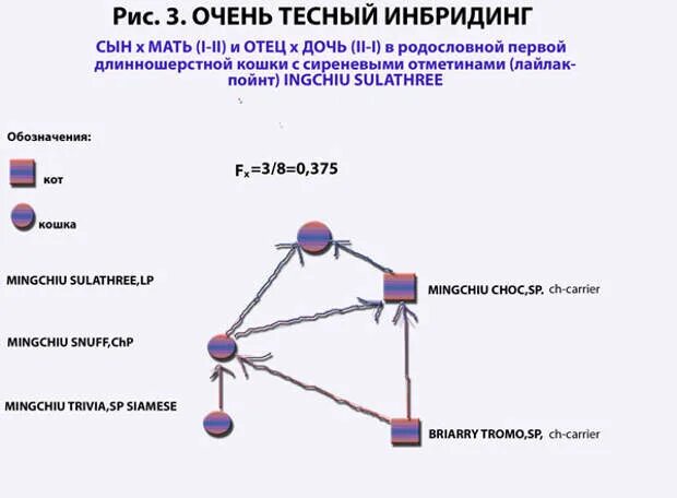 Инбридинг схема скрещивание. Инбридинг примеры. Инбридинг близкородственное скрещивание. Инбридинг собак схема.