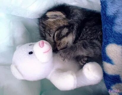 Включи мишку кота