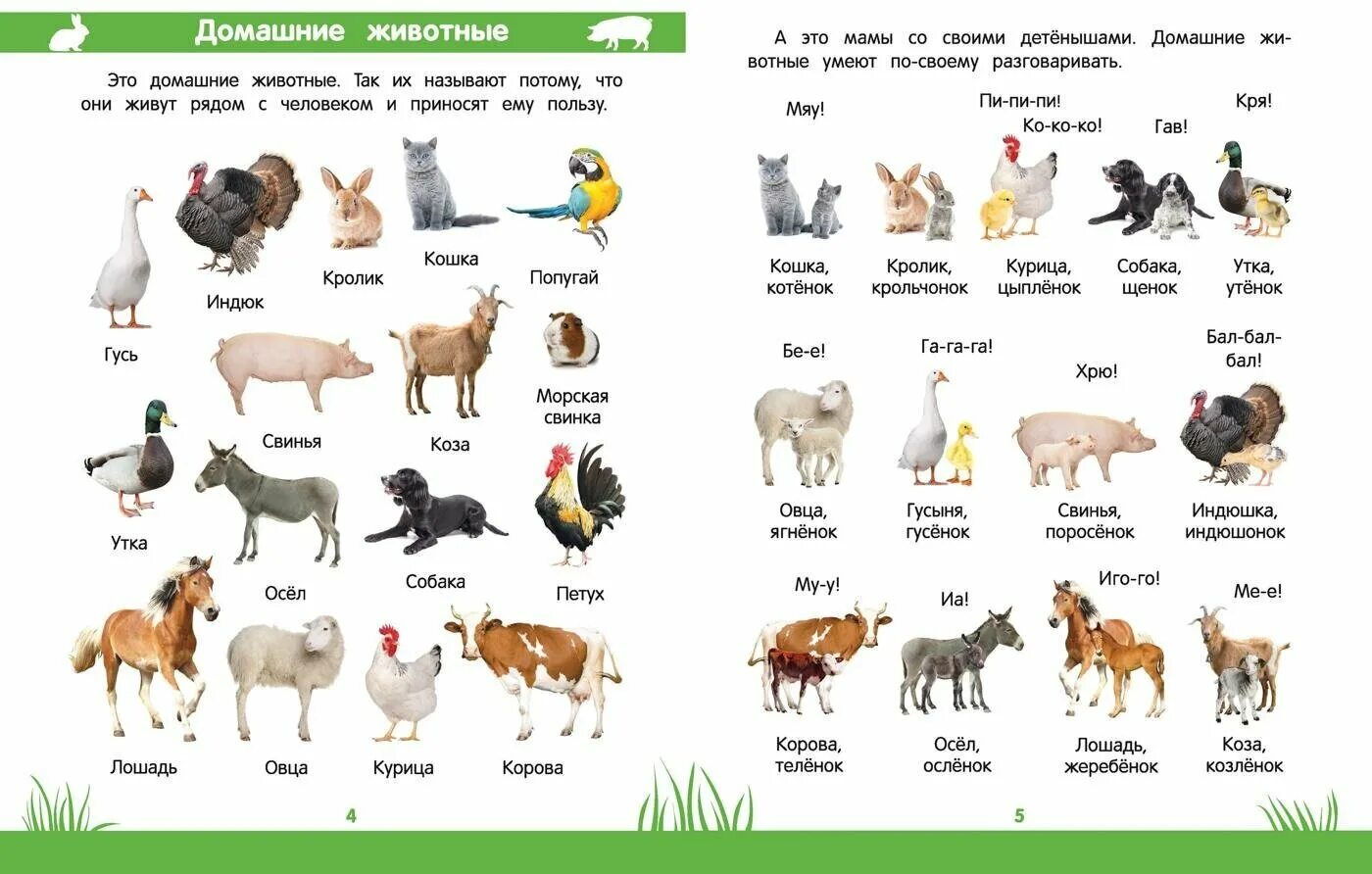 Как зовут домашнего питомца