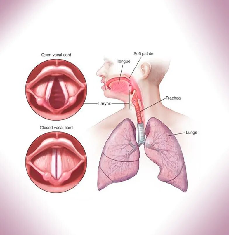 Голосовая связка гортани. Строение гортани голосовые связки. Почему исчезает голос у человека