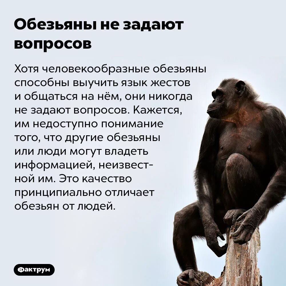 Энциклопедия статья об обезьянах 3 класс. Интересные факты про обезьян. Интересные факты об обезьянках. Удивительные факты про обезьян. Интересные факты о шимпанзе.