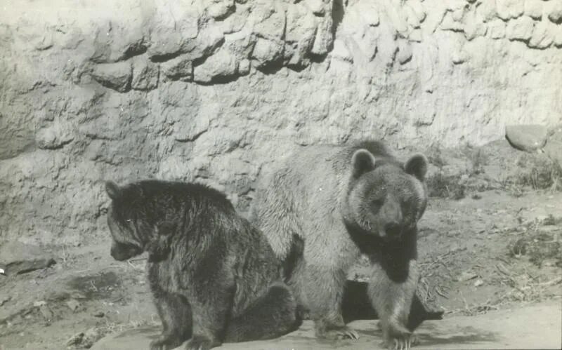 Московский зоологический сад 1864. Московский зоопарк 1864. Московский зоосад 1864 год. Открытие московского зоопарка в 1864. Московский зоопарк гум.