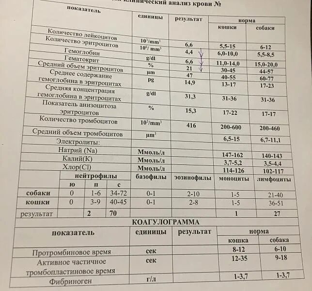 Анализ крови у котят норма. Общий анализ крови кошки расшифровка показателей. Общий анализ крови кошки норма. Нормы биохимического анализа крови у кошек. Норма сахара в крови у кошек