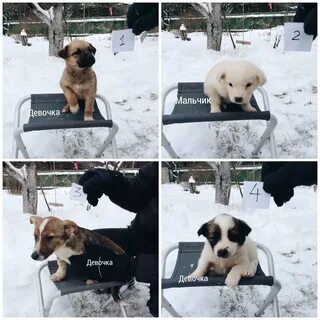 Сфотографируйте собак геншин