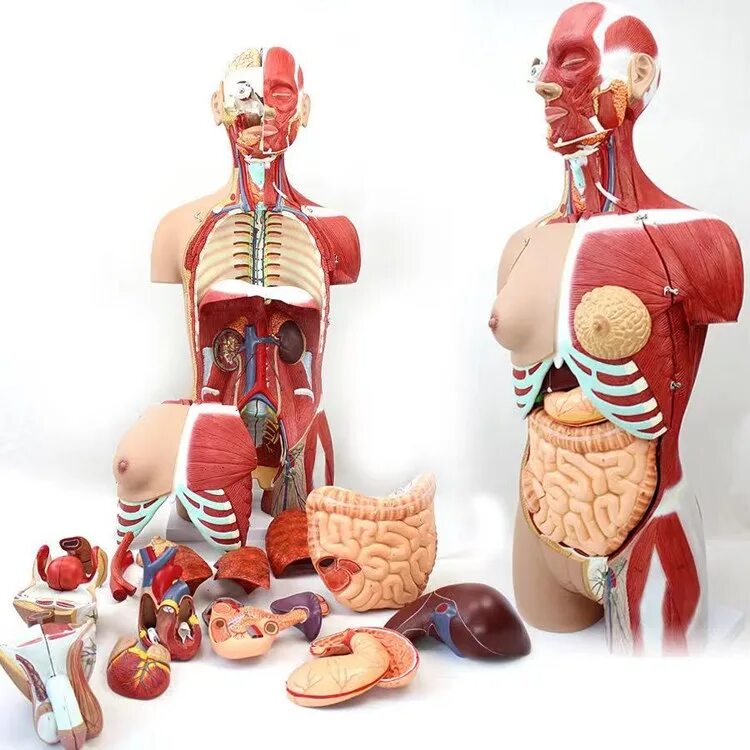 Самой дорогой орган человек. Анатомический набор "торс человека" edu Toys Human Anatomy model 50 см. Анатомическая модель 3dсапина. Муляж внутренних органов человека.