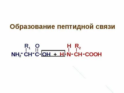 Являются биологическими катализаторами содержат пептидные связи