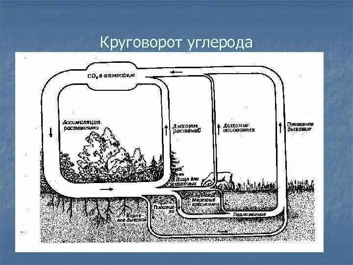 Последовательность этапов углерода. Глобальный круговорот углерода схема. Схема круговорота углерода в водной экосистеме. Круговорот углерода схема 10 класс. Биогенный круговорот углерода.