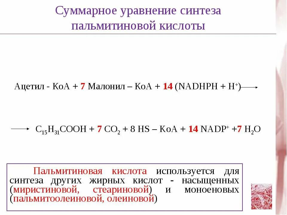 Синтез пальмитиновой кислоты. Суммарное уравнение синтеза жирных кислот. Суммарное уравнение синтеза пальмитиновой жирной кислоты. Дегидрирование пальмитиновой кислоты. Синтез жирных кислот из ацетил КОА.