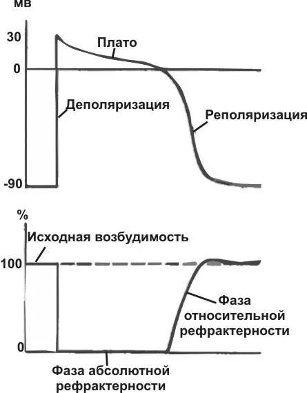 Процессы деполяризации и реполяризации. Деполяризация и реполяризация сердца. ЭКГ деполяризация и реполяризация. График деполяризации и реполяризации. Деполяризация мембраны клетки