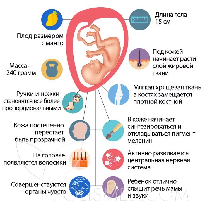 19 недель 4 дня