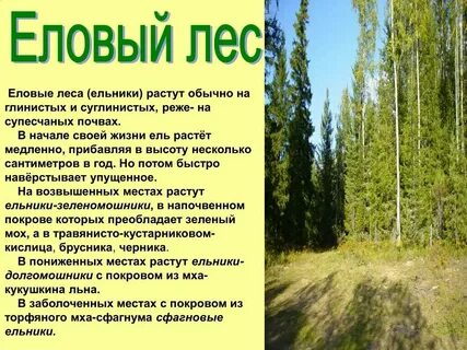 Хвойным лесом под цифрой 3