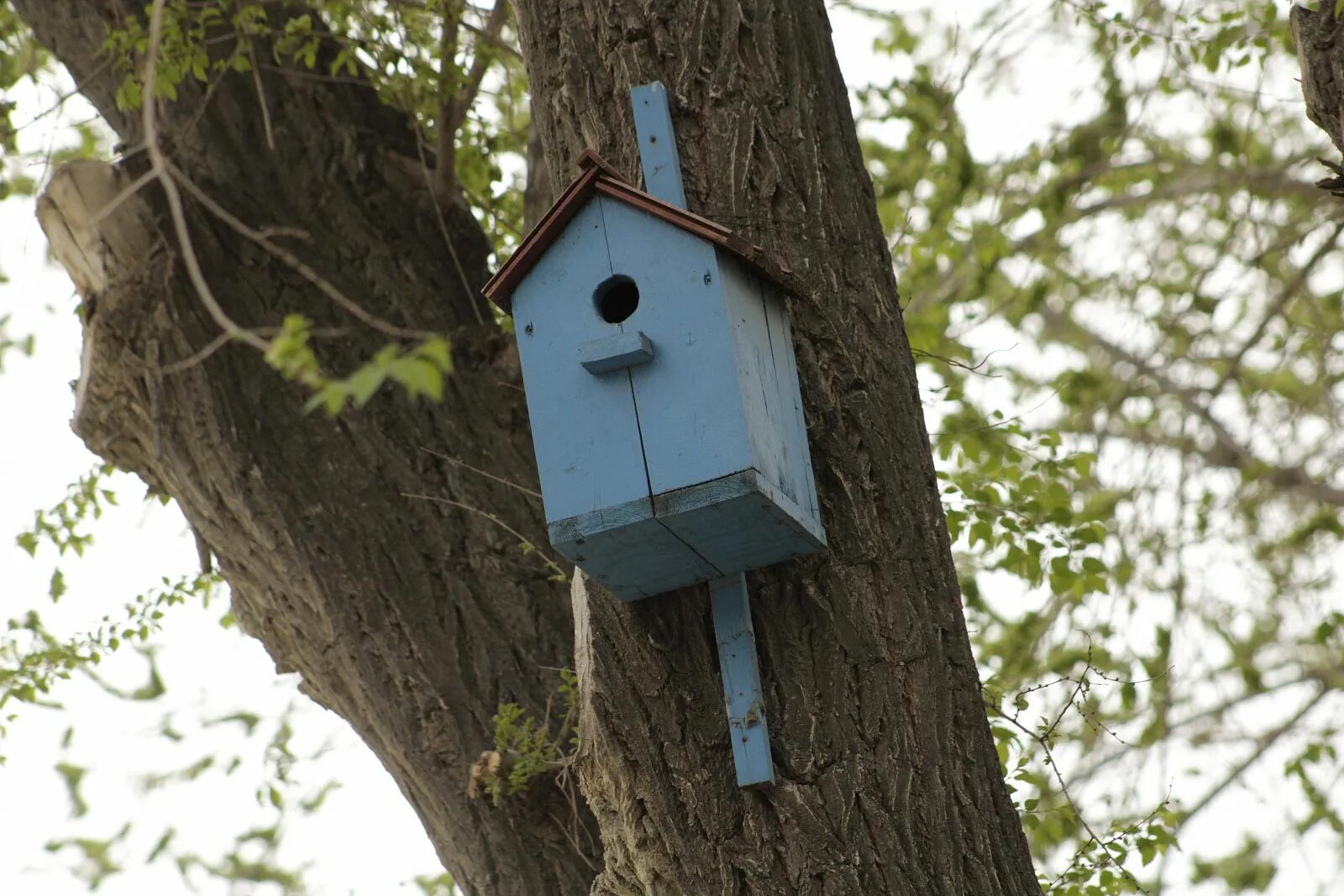 Скворечник "синичник". Сыч крымский скворечник. Прикольный скворечник своими руками. Скворечник голубой вьюрок. Тройной скворечник.
