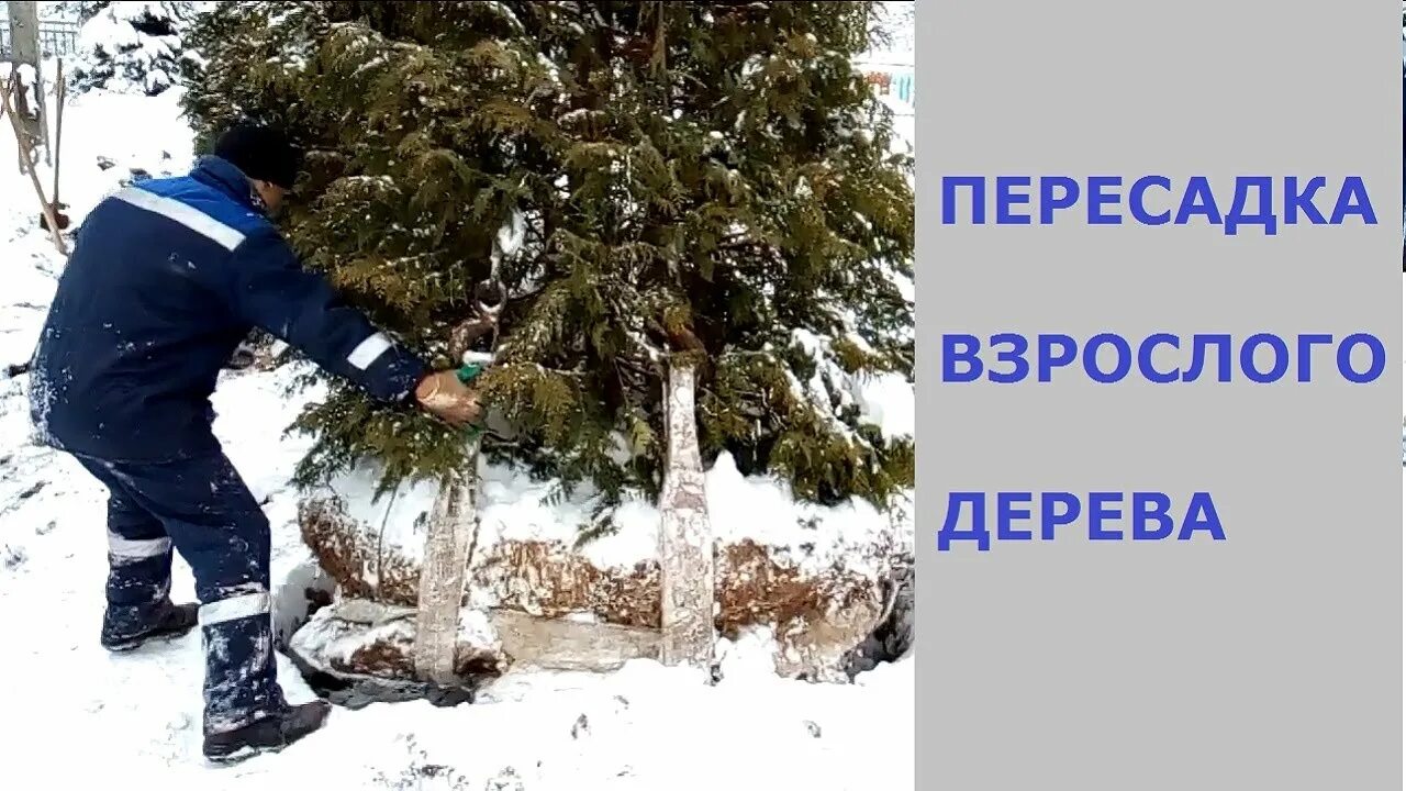 Пересадка взрослых деревьев. Высадка крупномерных деревьев. Высадка крупномерных деревьев. Посадка крупномерных деревьев. Пересадка деревьев.
