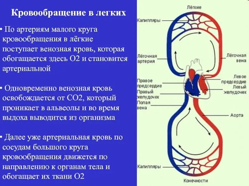 Кровоснабжение легких анатомия схема. Малый круг кровообращения венозная кровь. Сосуды малого и большого круга кровообращения анатомия. Капилляры малого круга кровообращения.