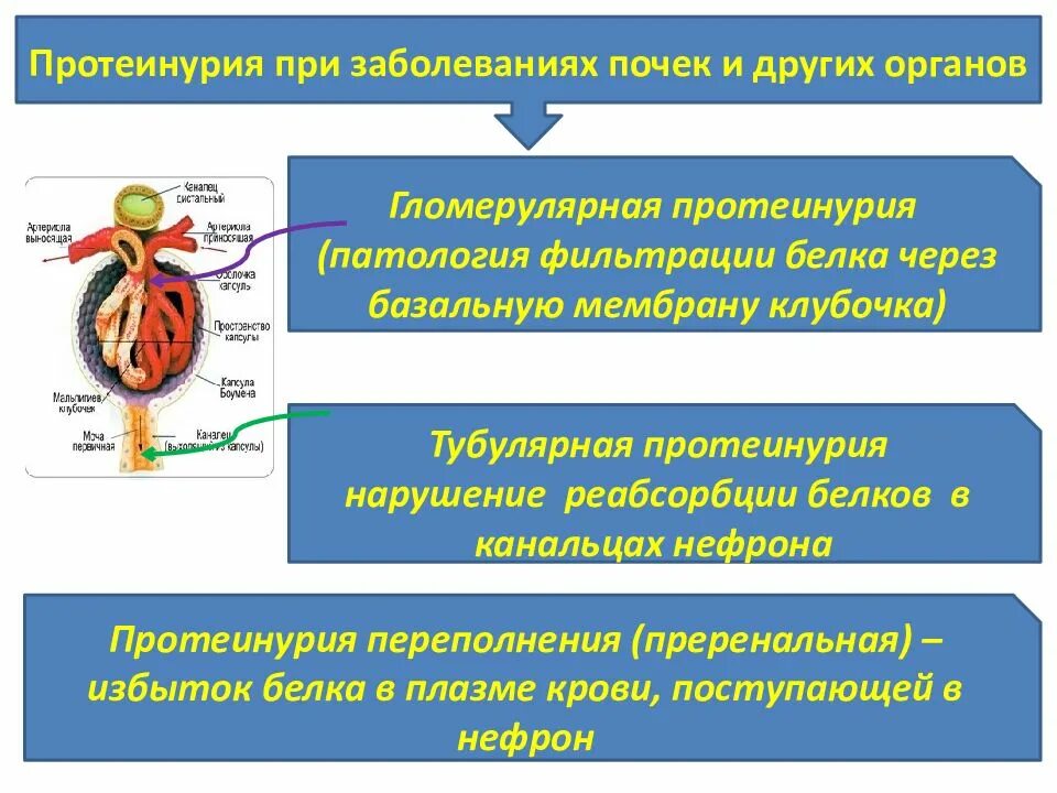 Почему в почках белок. Заболевания при протеинурии. Протеинурия при заболеваниях почек. Гломерулярная протеинурия. Протеинурия поражение почек.