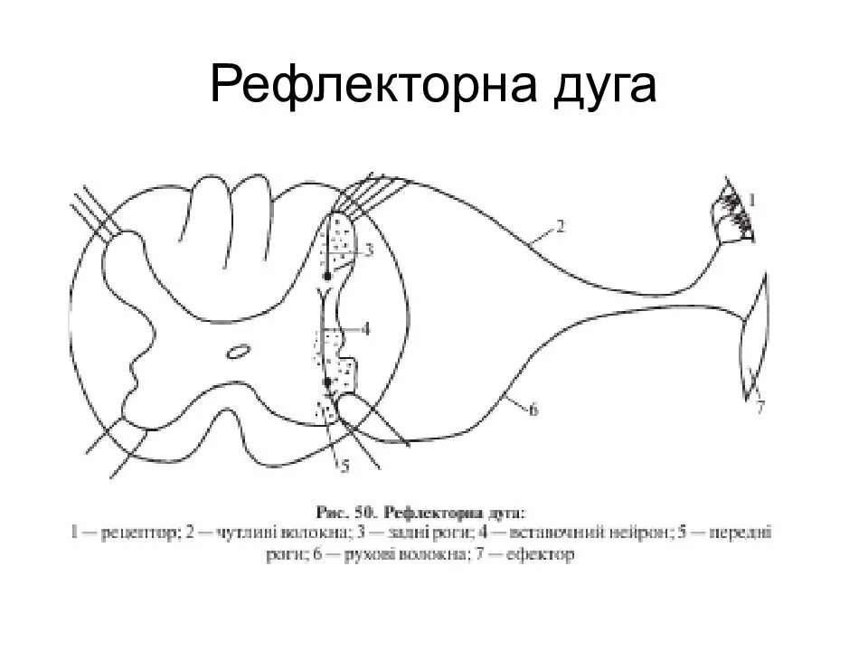 Элементы рефлекторной дуги спинного мозга. Строение рефлекторной дуги схема. Звенья рефлекторной дуги схема. Рефлекторная дуга сгибательного рефлекса схема.