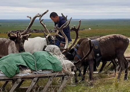 Арктотерий в якутии