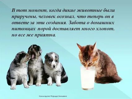 Презентация забота о животных