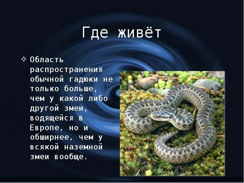 Где гадюки в россии. Где живёт гадюка обыкновенная. Рассказ о гадюке обыкновенной. Змея гадюка ядовитая описание. Где живут змеи гадюки.