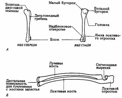 Лучевая и плечевая кость