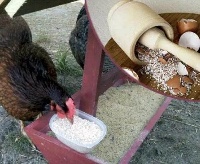 Давать ли курам скорлупу от яиц