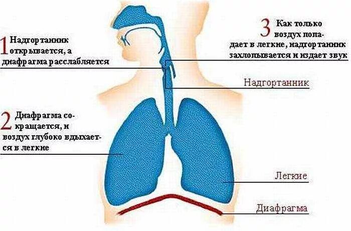 Почему после еды икота. Почему человек икает. Икота спазм диафрагмы. Икота у новорожденного причины. Икота причины.