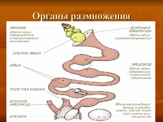 Половое размножение ящериц. Органы размножения пресмыкающихся схема. Органы размножения ящерицы схема. Размножение змей схема.