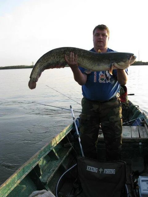 Клев сома. Мумра Астраханская область. Мумра рыбалка. Рыболовная база в Астрахани Мумра.